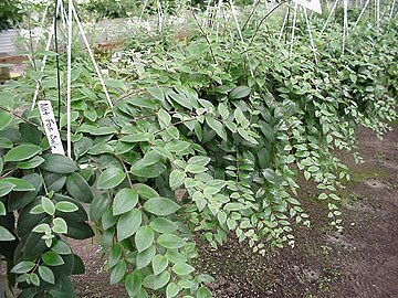 Dieffenbachia